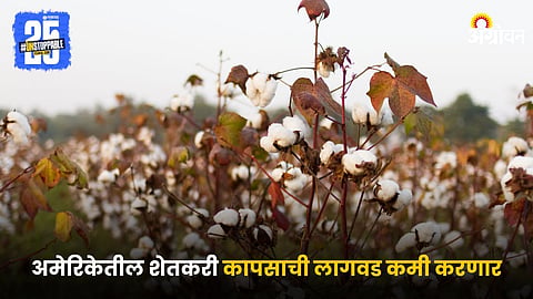 Cotton