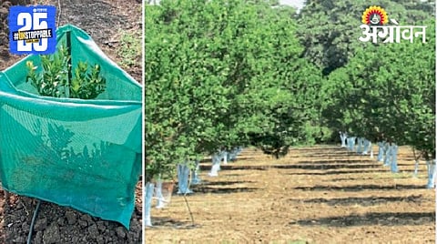 Heat Wave And Agriculture
