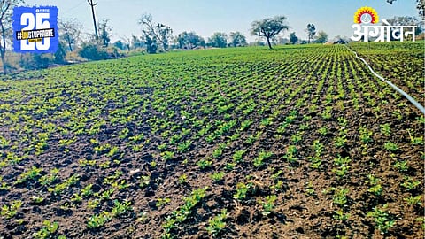 Heat Stress Crop