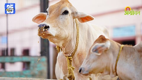 Animal Dehydration