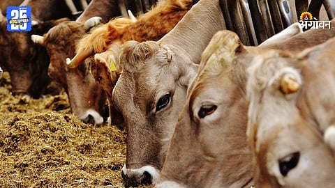 Animal Diet