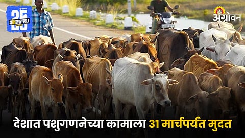 Animal Census