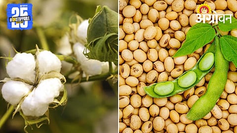 Cotton Soybean