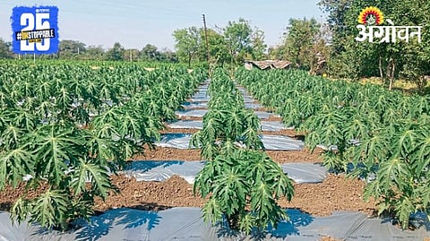 Papaya Cultivation