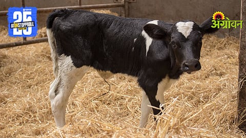 Newsborn Calf
