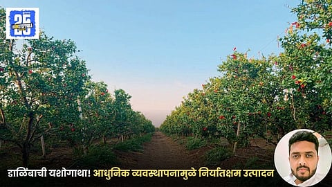 Pomegranate Farming