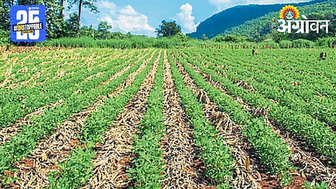 Summer Sowing