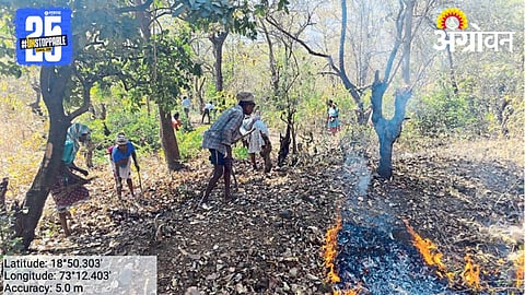 Forest Fire