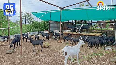 Goat Farming :