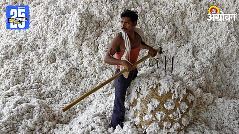 Cotton Market