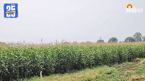 Maize Cultivation