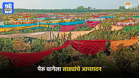 Guava Farming