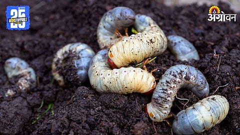 White Grub Pest Management