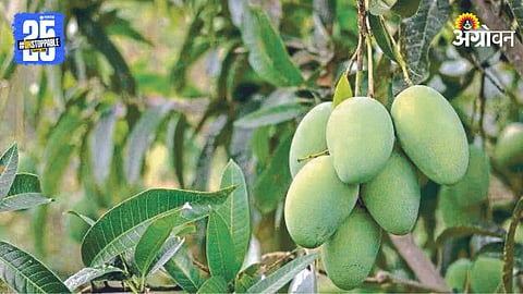 Mango Season