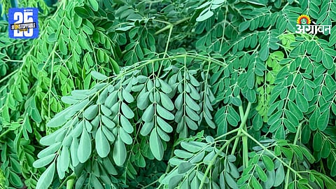 Moringa Fodder