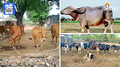 Dairy Farming