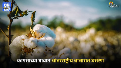 Cotton