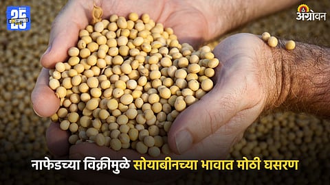 Soybean
