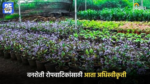 Forestry Nurseries