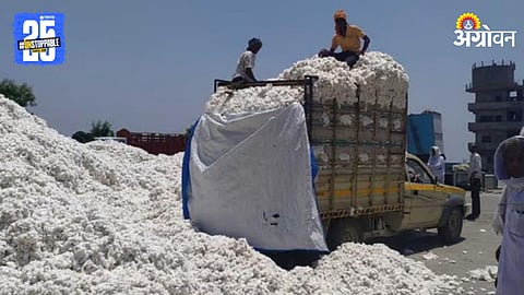 CCI Cotton Procurement
