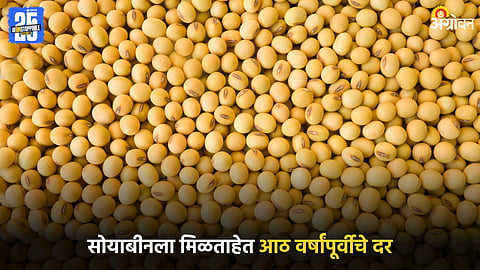Soybean