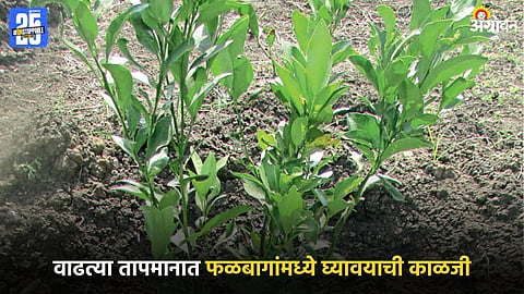 Crop Protection