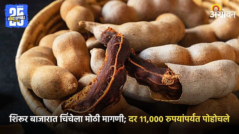 Tamarind