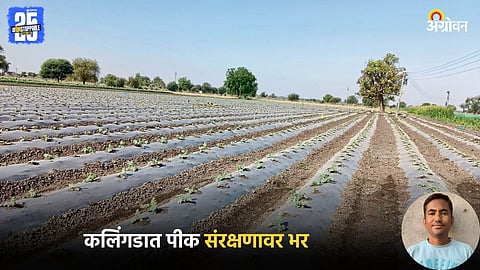 Watermelon Production