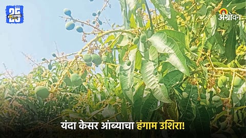 Kesar Mango