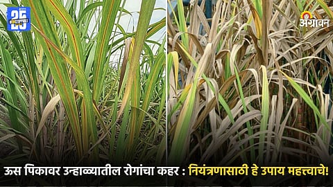 Sugarcane Crop