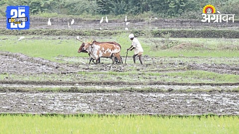 Dryland Agriculture