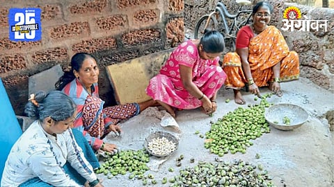 Cashew Processing
