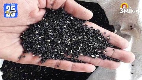 Onion Seed