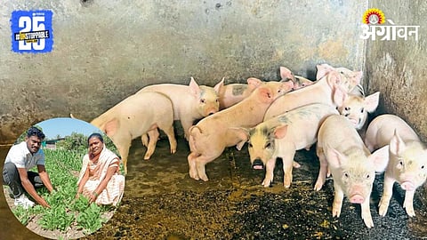 Pig Farming Business