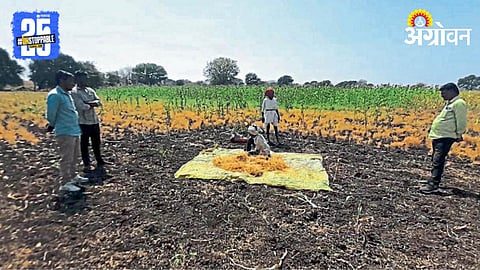 Chana Production