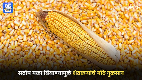 Maize