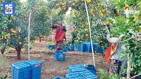 Fruit Farming : दुष्काळी गावांनी साधली फळबागांमधून प्रगती