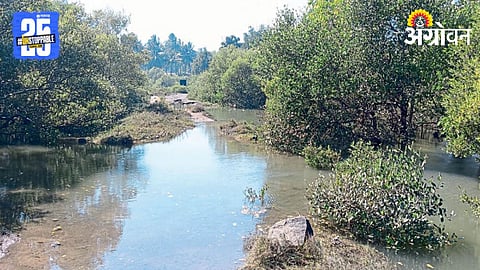 Mangrove Conservation