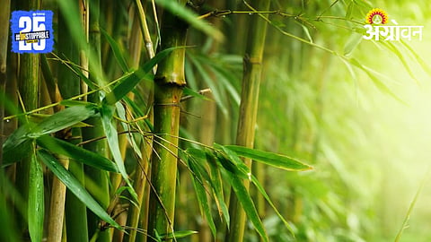 Bamboo Farming