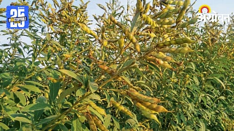 Tur Crop
