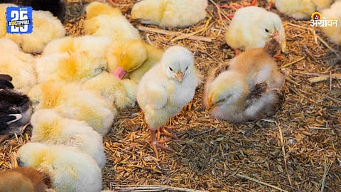 Poultry Diseases