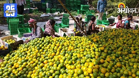 Orange Market