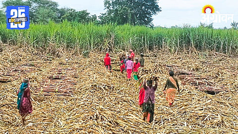 sugarcane Labor Crisis