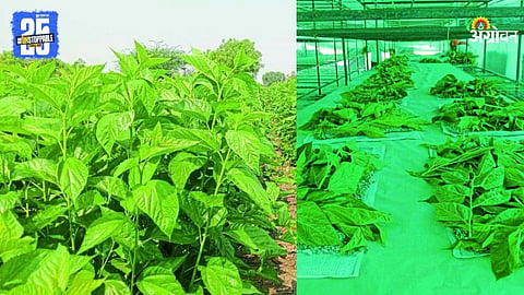 Silk Farming