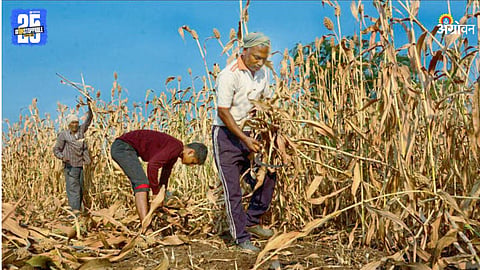 Jowar Harvesting