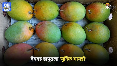 Devgad Alphonso