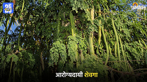 Moringa