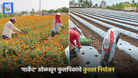 Agriculture Success