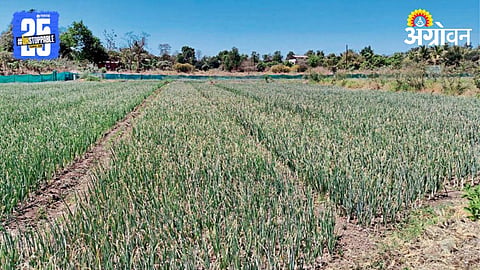 Agrowon