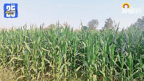 Maize Production
